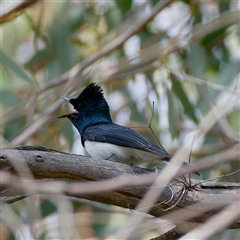 Myiagra cyanoleuca (Satin Flycatcher) at Tharwa, ACT - 2 Nov 2025 by regeraghty