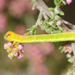 Geometridae (family) IMMATURE at Tinderry, NSW - 31 Oct 2025 by Harrisi