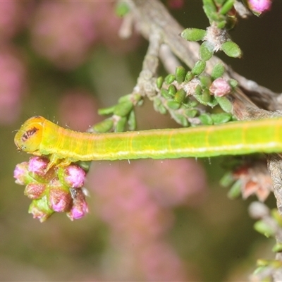 Geometridae (family) IMMATURE at Tinderry, NSW - 31 Oct 2025 by Harrisi