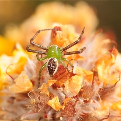 Thomisidae (family) at Tinderry, NSW - 31 Oct 2025 by Harrisi