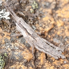 Coryphistes ruricola (Bark-mimicking Grasshopper) at Tinderry, NSW - 31 Oct 2025 by Harrisi