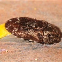 Ethonion reichei (A jewel beetle) at Tinderry, NSW - 31 Oct 2025 by Harrisi
