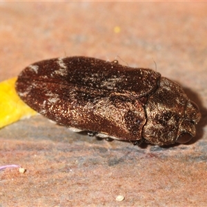 Ethonion reichei (A jewel beetle) at Tinderry, NSW - 31 Oct 2025 by Harrisi