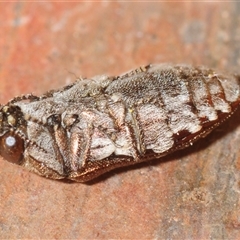 Ethonion reichei at Tinderry, NSW - 31 Oct 2025 05:02 PM