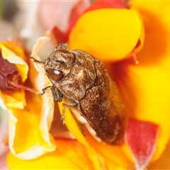 Ethonion reichei at Tinderry, NSW - 31 Oct 2025 05:02 PM