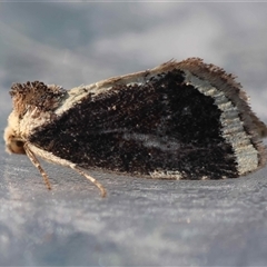 Elusa semipecten (Variable Armyworm) by LisaH