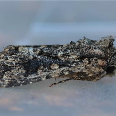 Unverified Moth (Lepidoptera) at  - suppressed by LisaH