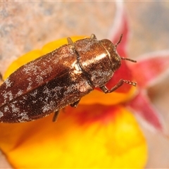 Diphucrania acuducta (Acuducta jewel beetle) at Tinderry, NSW - 31 Oct 2025 by Harrisi