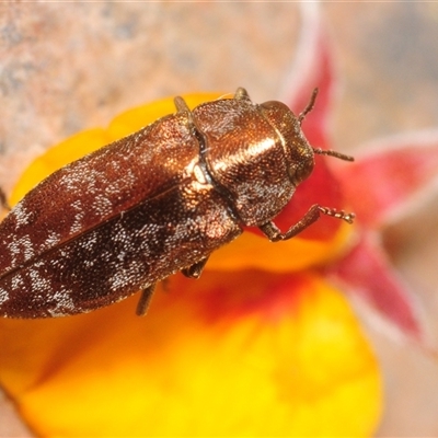 Diphucrania acuducta (Acuducta jewel beetle) at Tinderry, NSW - 31 Oct 2025 by Harrisi