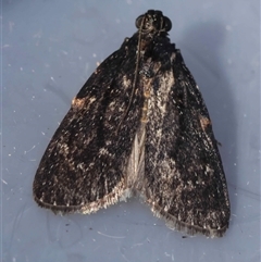 Stericta carbonalis (Charcoal Pyralid) by LisaH