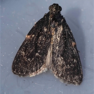 Unverified Moth (Lepidoptera) by LisaH