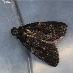 Stericta carbonalis at Moruya, NSW - suppressed