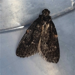 Stericta carbonalis at Moruya, NSW - suppressed