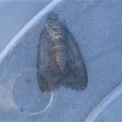 Stericta carbonalis at Moruya, NSW - suppressed