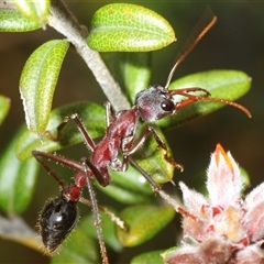 Myrmecia simillima (A Bull Ant) at Tinderry, NSW - 31 Oct 2025 by Harrisi