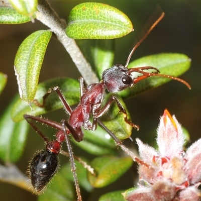 Myrmecia simillima (A Bull Ant) at Tinderry, NSW - 31 Oct 2025 by Harrisi