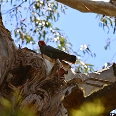 Callocephalon fimbriatum by LisaH