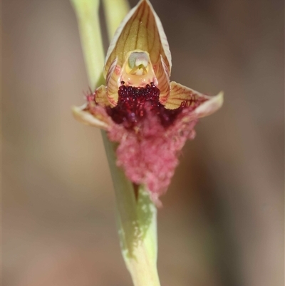 Calochilus robertsonii (Beard Orchid) at Mongarlowe, NSW - 2 Nov 2025 by LisaH