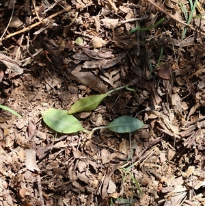 Chiloglottis sp. by LisaH