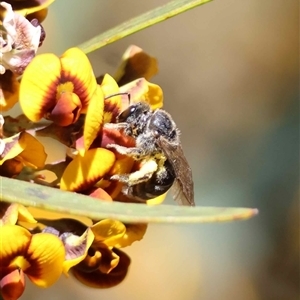 Unverified Bee (Hymenoptera, Apiformes) by LisaH