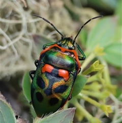 Scutiphora pedicellata (Metallic Jewel Bug) at Charleys Forest, NSW - 2 Nov 2025 by LisaH