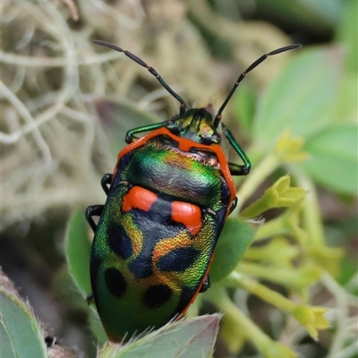 Scutiphora pedicellata (Metallic Jewel Bug) at Charleys Forest, NSW - 2 Nov 2025 by LisaH
