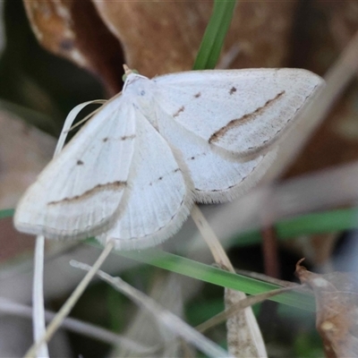 Taxeotis endela (Looper or geometer moth) at Mongarlowe, NSW - 2 Nov 2025 by LisaH