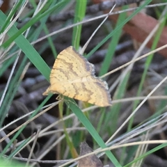 Chrysolarentia correlata (Yellow Carpet) by LisaH