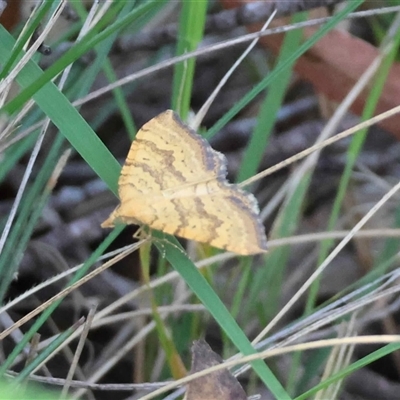 Chrysolarentia correlata (Yellow Carpet) at  - suppressed by LisaH