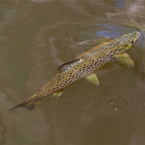 Salmo trutta by LisaH