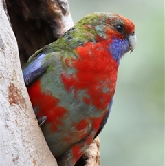 Platycercus elegans by TimL