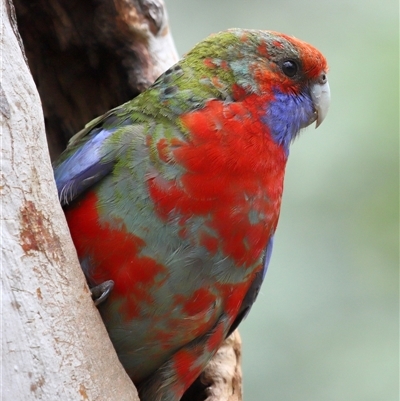 Platycercus elegans at  - suppressed by TimL