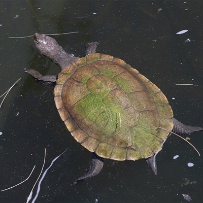 Emydura macquarii (Macquarie Turtle) at Yarralumla, ACT - 2 Nov 2025 by TimL