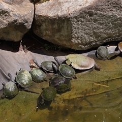 Chelodina longicollis (Eastern Long-necked Turtle) at Yarralumla, ACT - 2 Nov 2025 by TimL