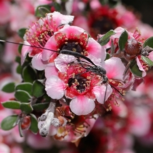 Gasteruption (genus) at Yarralumla, ACT - Yesterday by TimL