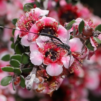 Gasteruption (genus) (Gasteruptiid wasp) at Yarralumla, ACT - 2 Nov 2025 by TimL