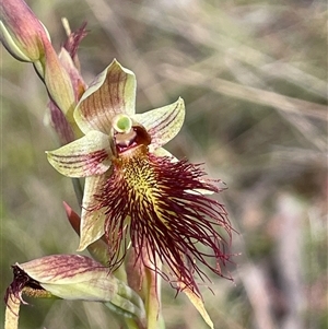 Calochilus robertsonii at Oallen, NSW - Yesterday by JaneR