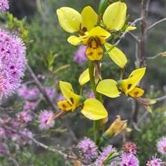 Diuris sulphurea (Tiger Orchid) at Oallen, NSW - 2 Nov 2025 by JaneR