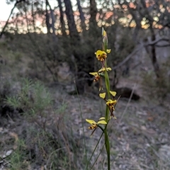 Diuris sulphurea (Tiger Orchid) at Oaks Estate, ACT - 3 Nov 2025 by WalterEgo