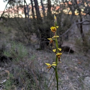 Diuris sp. at Oaks Estate, ACT - Today by WalterEgo