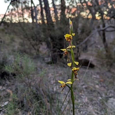 Diuris sulphurea (Tiger Orchid) at Oaks Estate, ACT - 3 Nov 2025 by WalterEgo