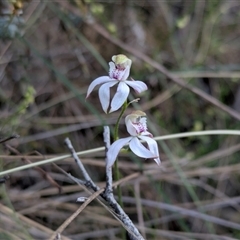 Caladenia moschata (Musky Caps) at Oaks Estate, ACT - 3 Nov 2025 by WalterEgo