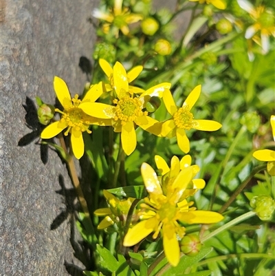 Ranunculus amphitrichus (Small River Buttercup) at Burra, NSW - 23 Oct 2025 by BrianSummers