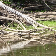 Gallinago hardwickii at Fyshwick, ACT - 2 Nov 2025 by LineMarie