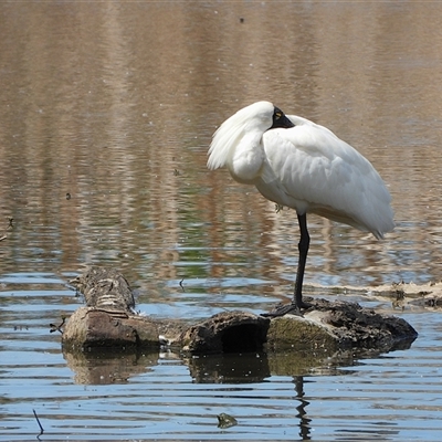 Platalea regia (Royal Spoonbill) at Fyshwick, ACT - 2 Nov 2025 by LineMarie