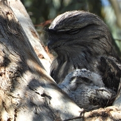 Podargus strigoides (Tawny Frogmouth) at Fyshwick, ACT - 2 Nov 2025 by LineMarie