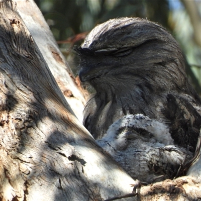 Podargus strigoides (Tawny Frogmouth) at Fyshwick, ACT - 2 Nov 2025 by LineMarie