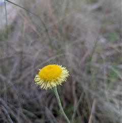 Coronidium scorpioides (Button Everlasting) at Hackett, ACT - 2 Nov 2025 by WalterEgo