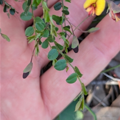 Bossiaea buxifolia (Matted Bossiaea) at Hackett, ACT - 2 Nov 2025 by WalterEgo