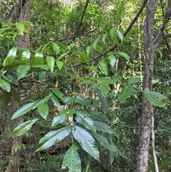 Didymocheton setosus at Kamerunga, QLD - 22 Jul 2024 by JasonPStewart